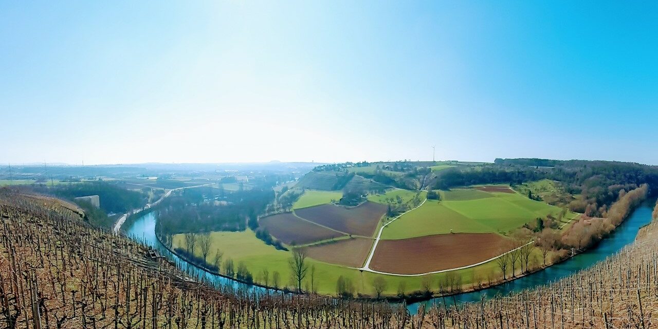 Blick über Weinberge auf den Neckar.